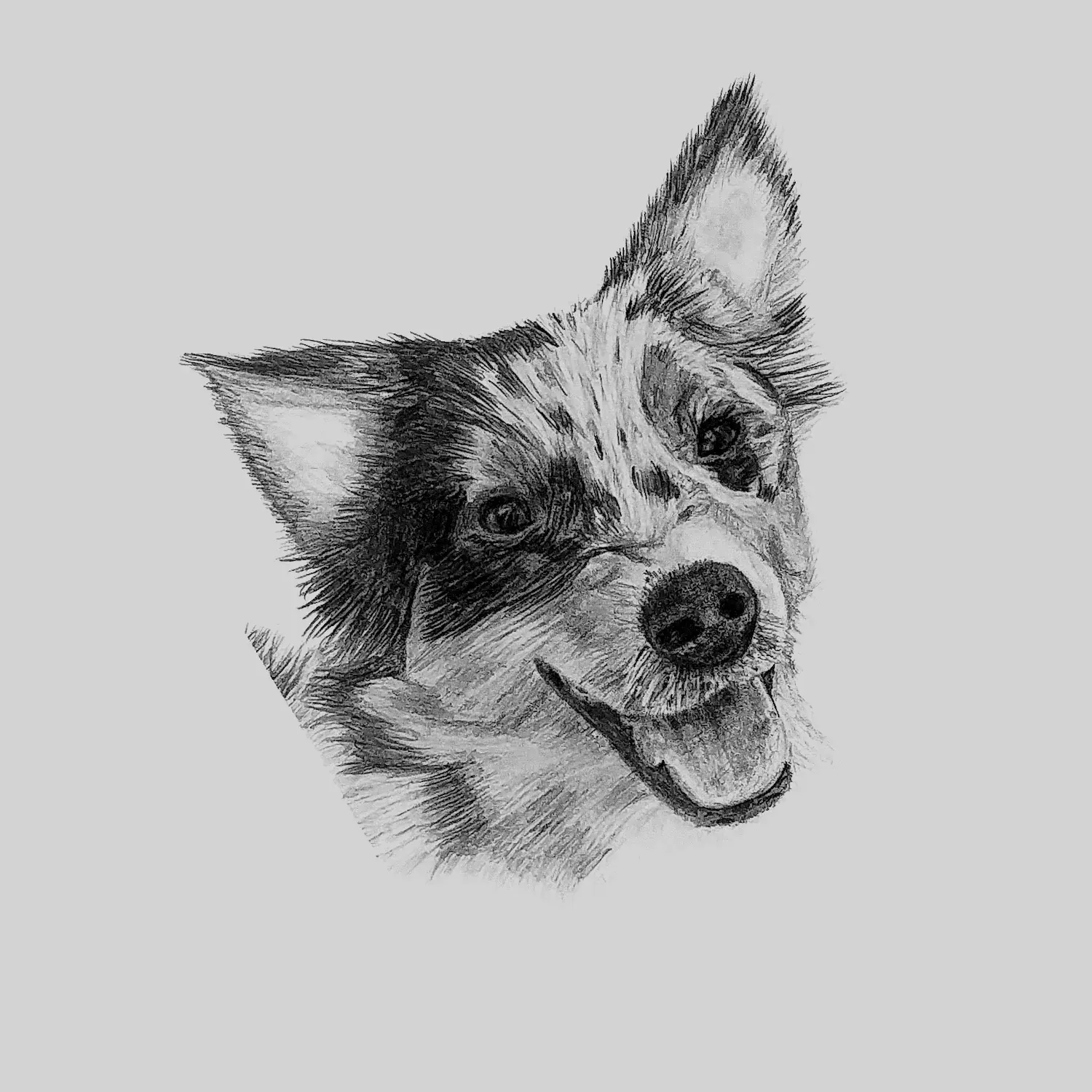 Pencil drawing of a happy dog looking up.