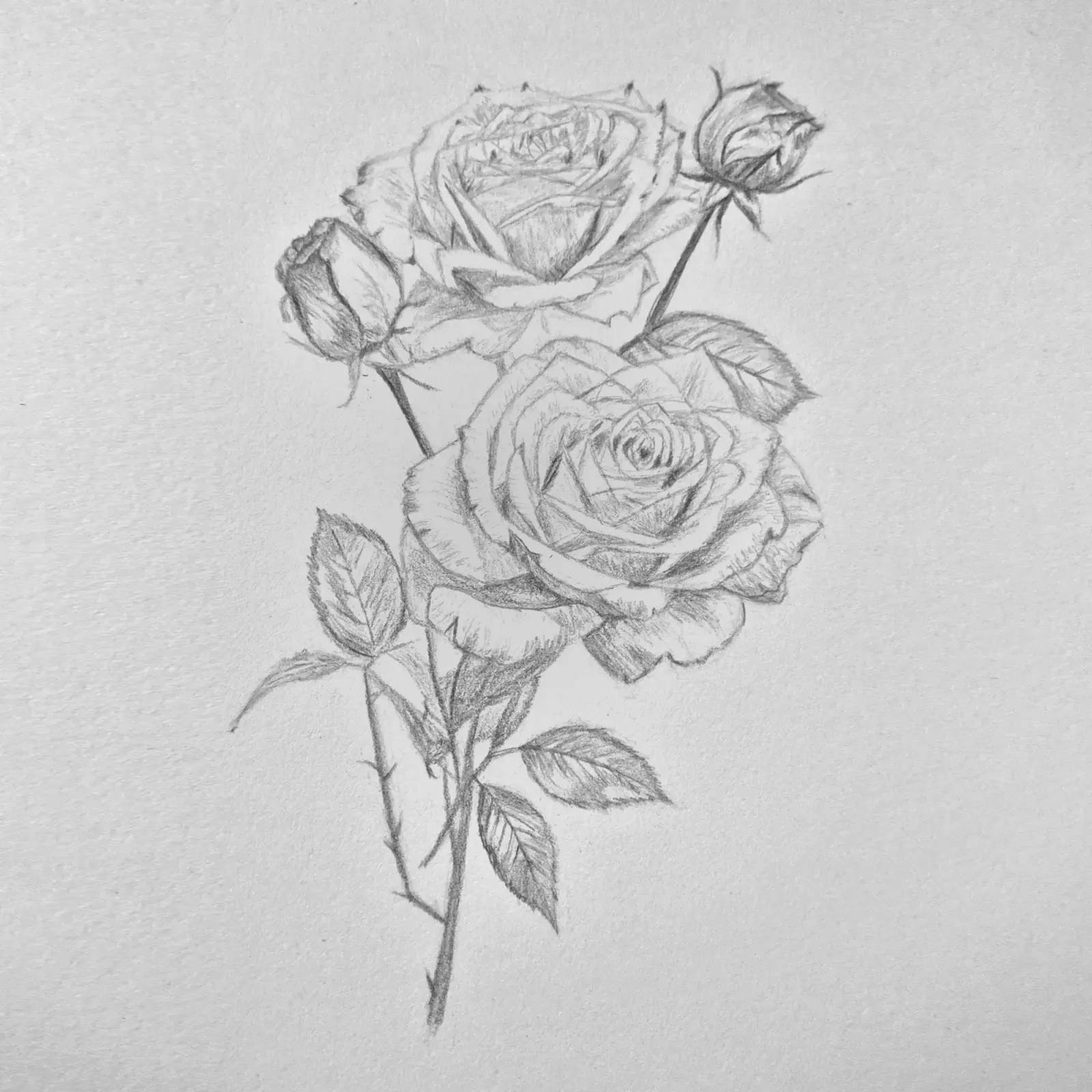 Two roses and buds on the stem.