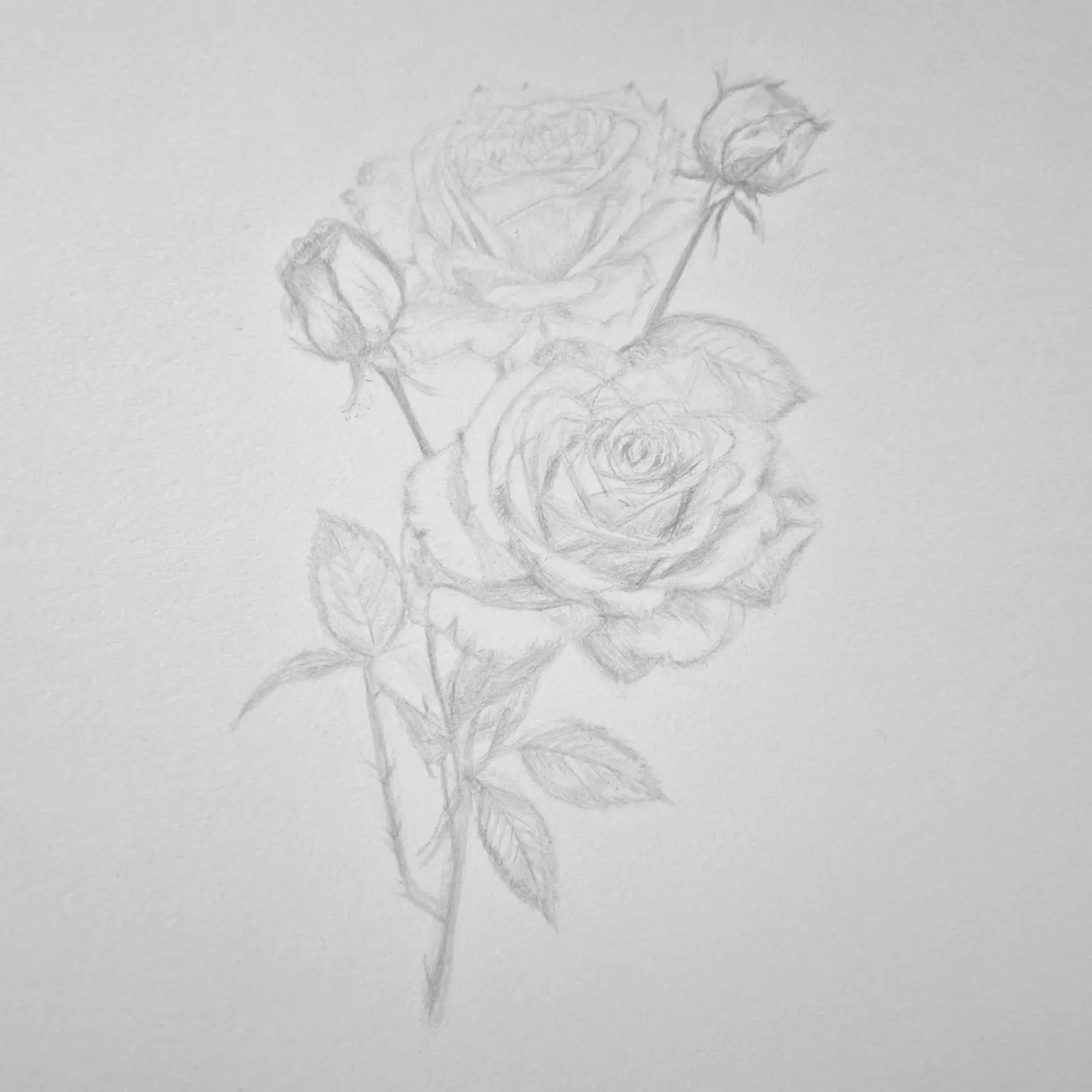 Work in progress: the roses blocked in, before the darks went down.