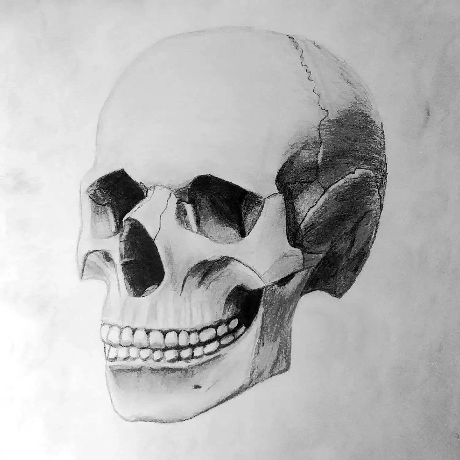 Anatomical skull study.