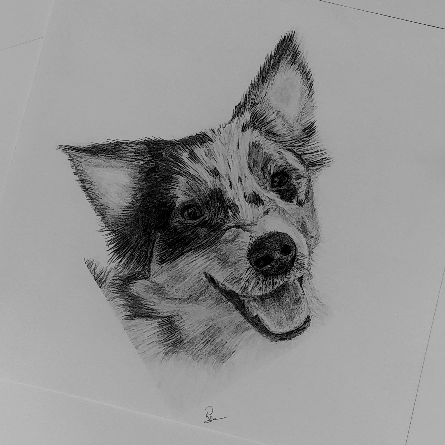 Pencil drawing of a happy dog looking up.